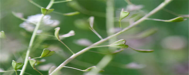 三月三吃哪些野菜,三月三吃什么种类的野菜