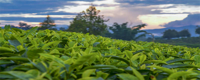 绿茶的品种有几种,绿茶的品种有哪一些