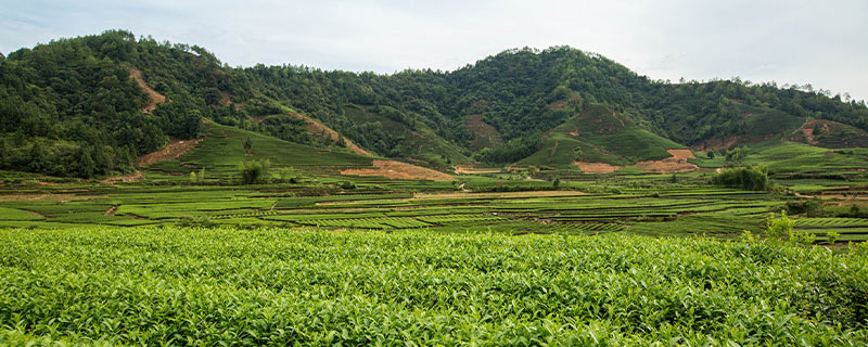 肉桂属于什么茶,肉桂是武夷岩茶吗